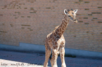 20080724_Sommer_AalborgZOO_004.JPG