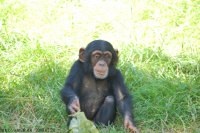 20080724_Sommer_AalborgZOO_031.JPG