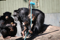 20080724_Sommer_AalborgZOO_033.JPG