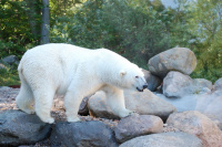 20080724_Sommer_AalborgZOO_037.JPG