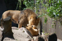 20080724_Sommer_AalborgZOO_038.JPG