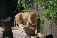 20080724_Sommer_AalborgZOO_039.JPG