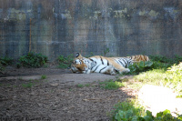 20080724_Sommer_AalborgZOO_040.JPG