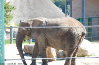 20080724_Sommer_AalborgZOO_041.JPG