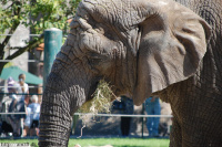 20080724_Sommer_AalborgZOO_042.JPG
