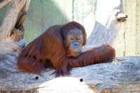 20080724_Sommer_AalborgZOO_044.JPG