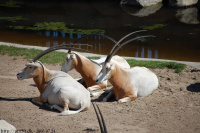 20080724_Sommer_AalborgZOO_045.JPG