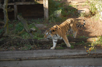 20091017_AalborgZOO_004.JPG