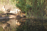 20091017_AalborgZOO_007.JPG