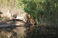 20091017_AalborgZOO_008.JPG