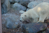 20091017_AalborgZOO_017.JPG