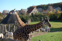 20091017_AalborgZOO_024.JPG