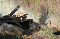 20111020_Aalborg-ZOO_008.JPG