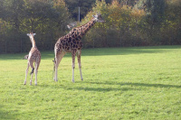 20111020_Aalborg-ZOO_017.JPG
