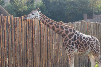 20111020_Aalborg-ZOO_018.JPG