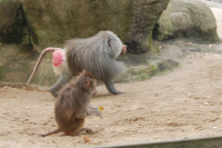 20111020_Aalborg-ZOO_021.JPG