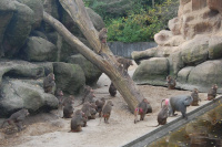 20111020_Aalborg-ZOO_022.JPG