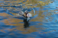 20111020_Aalborg-ZOO_029.JPG