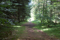 20130629_ThorstedSkov_001.JPG