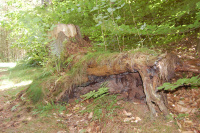 20130629_ThorstedSkov_002.JPG