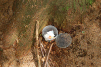 20130629_ThorstedSkov_006.JPG