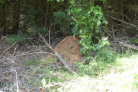20130629_ThorstedSkov_008.JPG