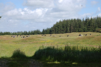 20130629_ThorstedSkov_010.JPG