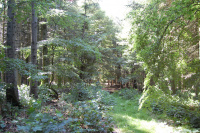 20130629_ThorstedSkov_011.JPG