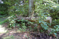 20130629_ThorstedSkov_012.JPG
