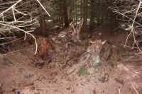 20130629_ThorstedSkov_014.JPG