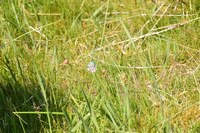 20250611_Isbjerget_004.JPG