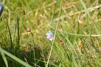 20250611_Isbjerget_006.JPG