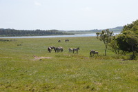 20250611_Isbjerget_013.JPG