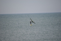 20250826_NrVorupoer_007.JPG