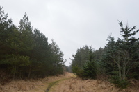 20260311_Saarup_HanstholmVildtreservat_009.JPG