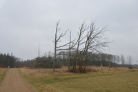 20260311_Saarup_HanstholmVildtreservat_012.JPG
