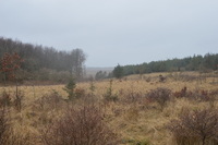 20260311_Saarup_HanstholmVildtreservat_025.JPG