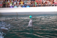 20130801_Bulgarien_Delfin-show_014.JPG